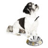 michael-aram-butterfly-ginkgo-dog-bowl-297409_1799x1800
